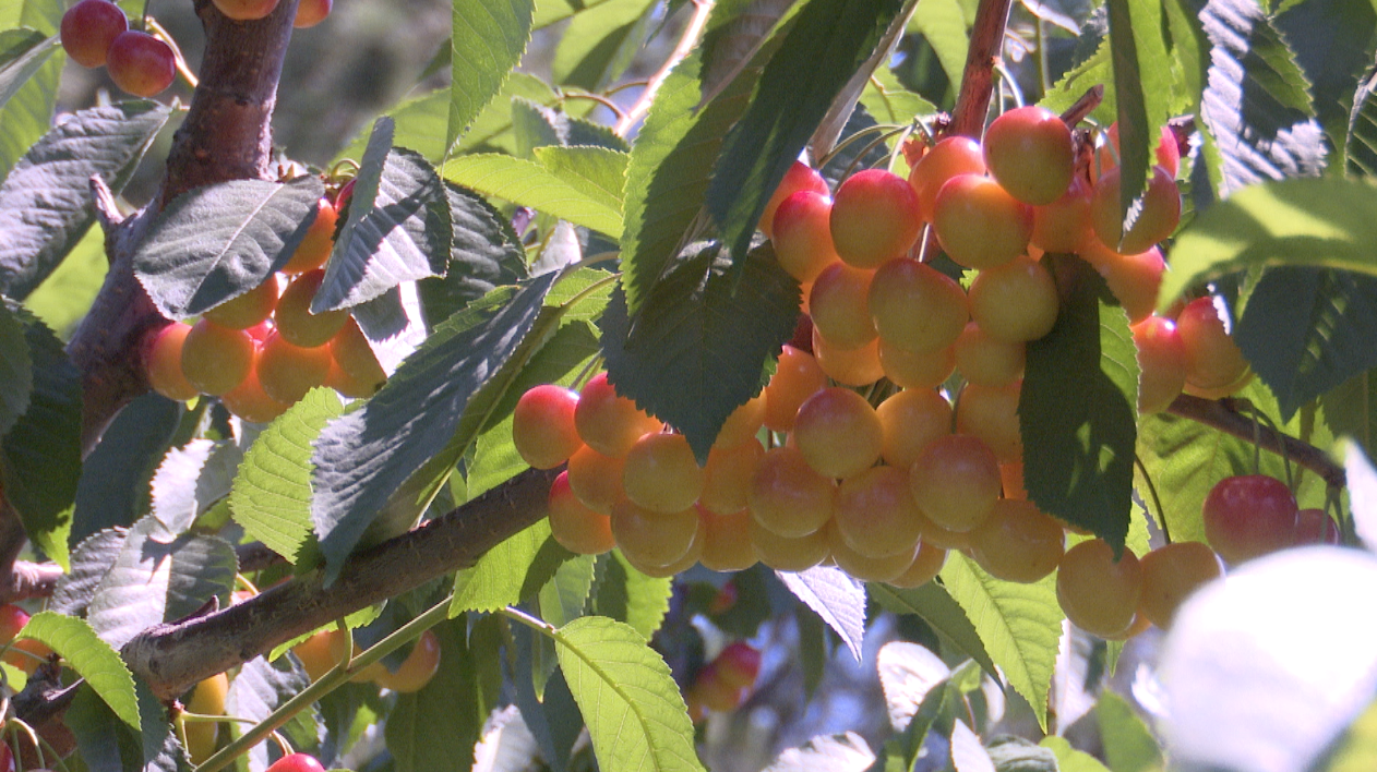 Flathead Lake cherry harvest in full swing - Vimarsana News